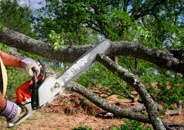 Columbia City, IN Tree Care Company